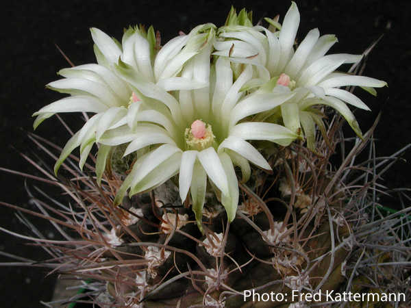 Eriosyce taltalensis v. pygmaea 'calderana' FK 132 (N Chanaral)