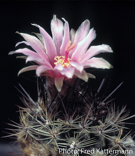 Eriosyce taltalensis v. pygmaea 'calderana' FK 800 (20 km N Chanaral)