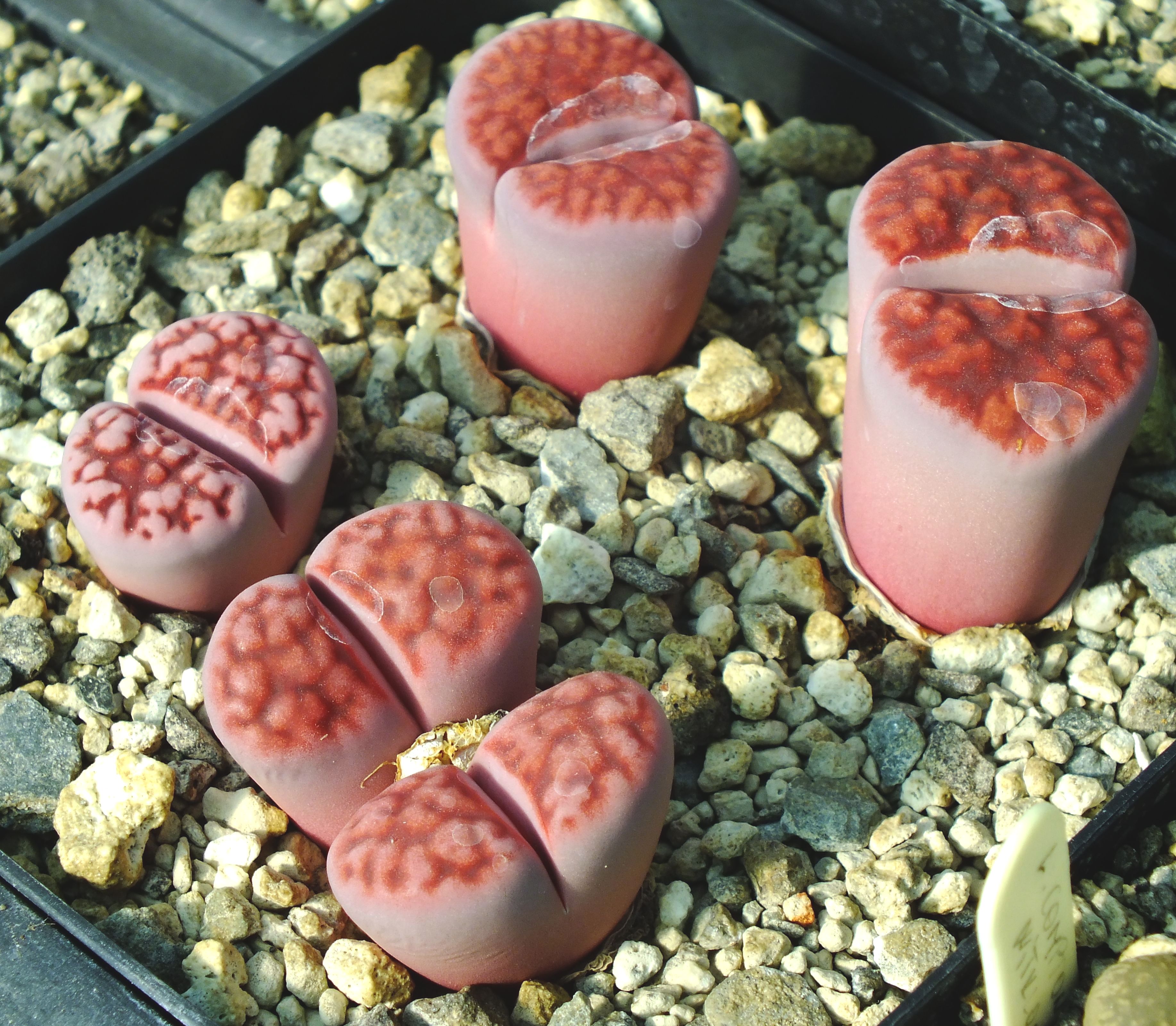 Lithops karasmontana cv. Axel's Rose - 2