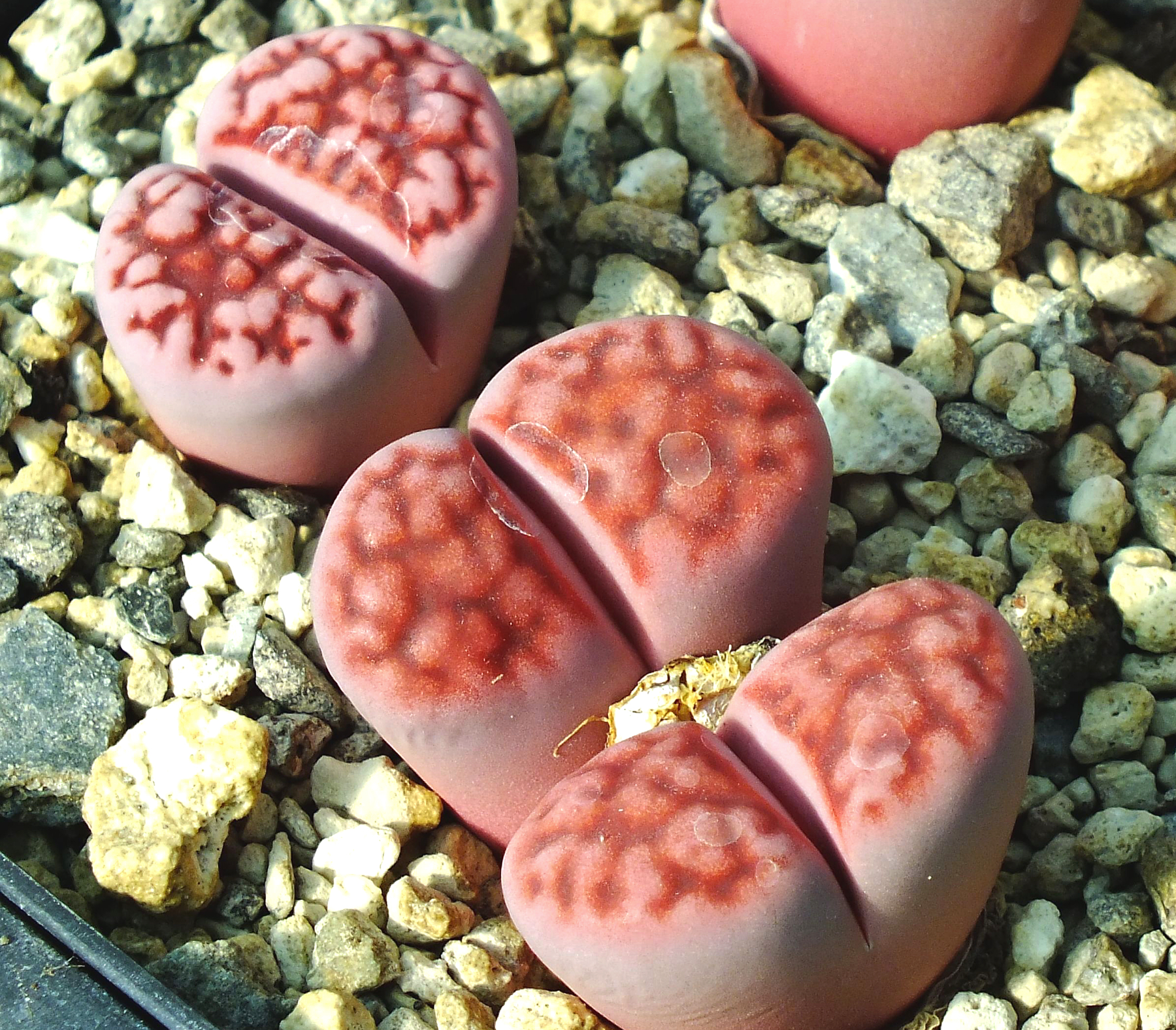 Lithops karasmontana cv. Axel's Rose