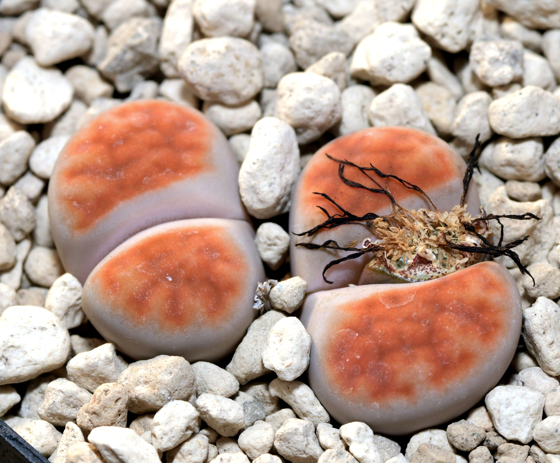 Lithops karasmontana cv. Orange Ice
