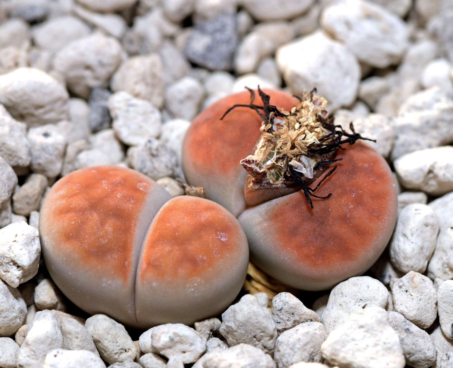 Lithops karasmontana cv. Orange Ice - 2