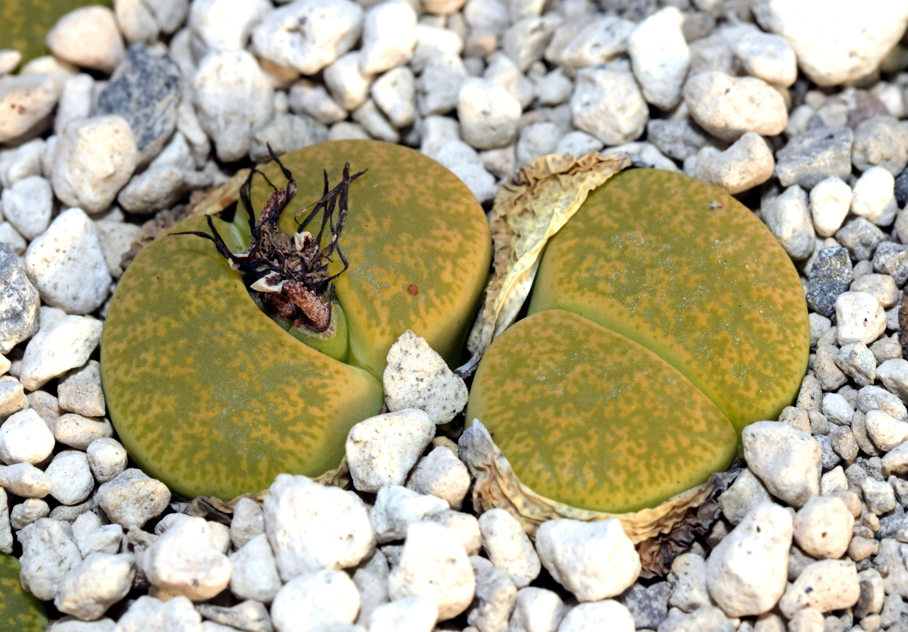 Lithops lesliei cv. Vivid Green