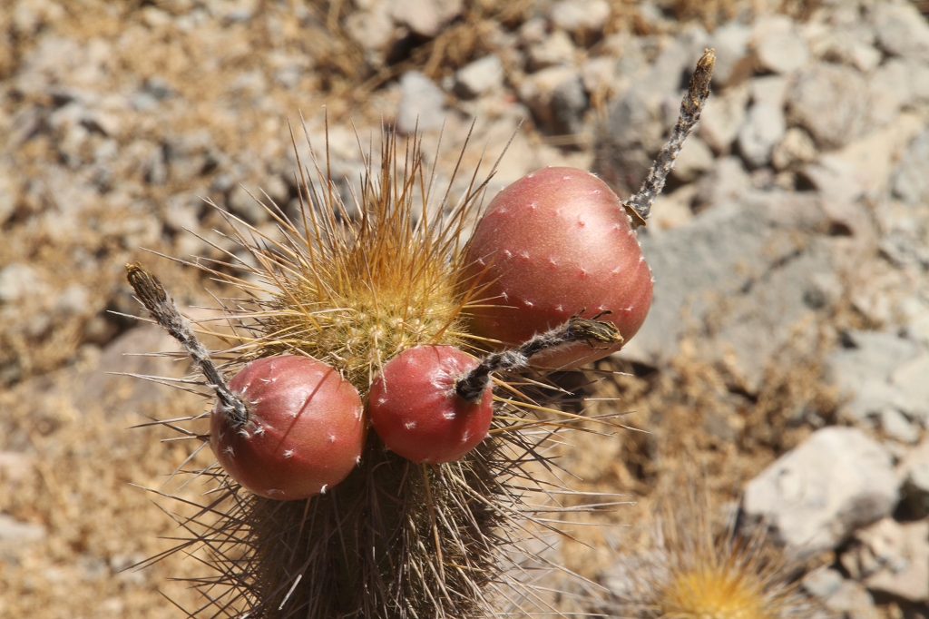 Haageocereus pseudomelanostele ssp. turbidus RH 4846 (Huallhua, Ica, 1220m, Peru)