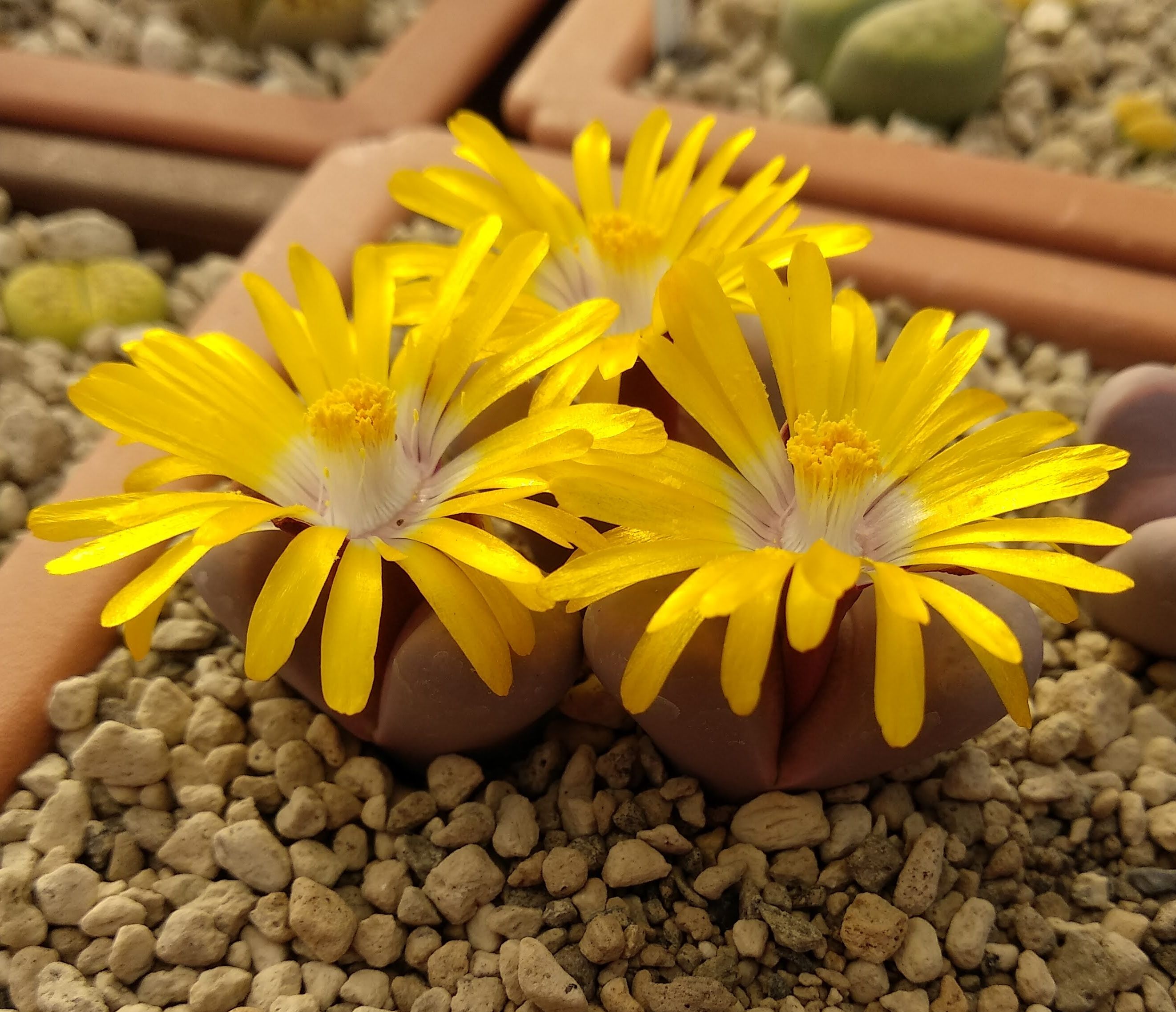 Lithops meyeri cv Hammerruby C 272A - 4