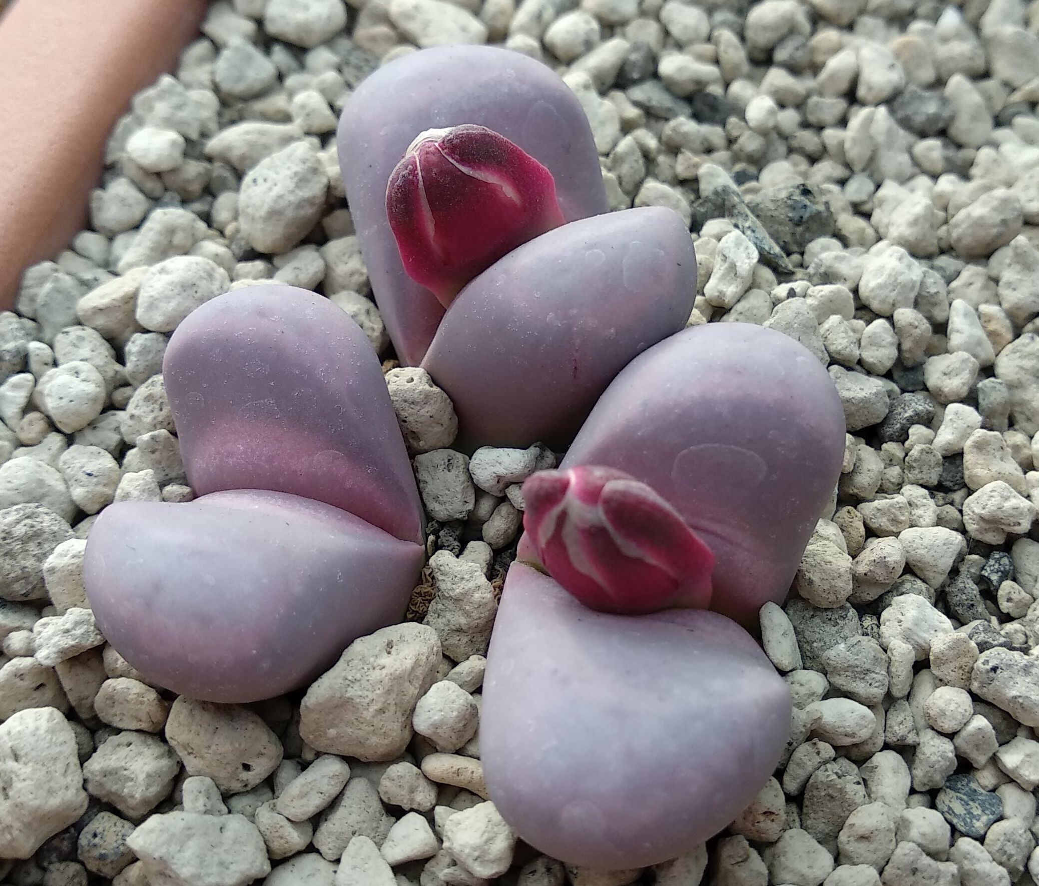 Lithops meyeri cv Hammerruby C 272A - 5