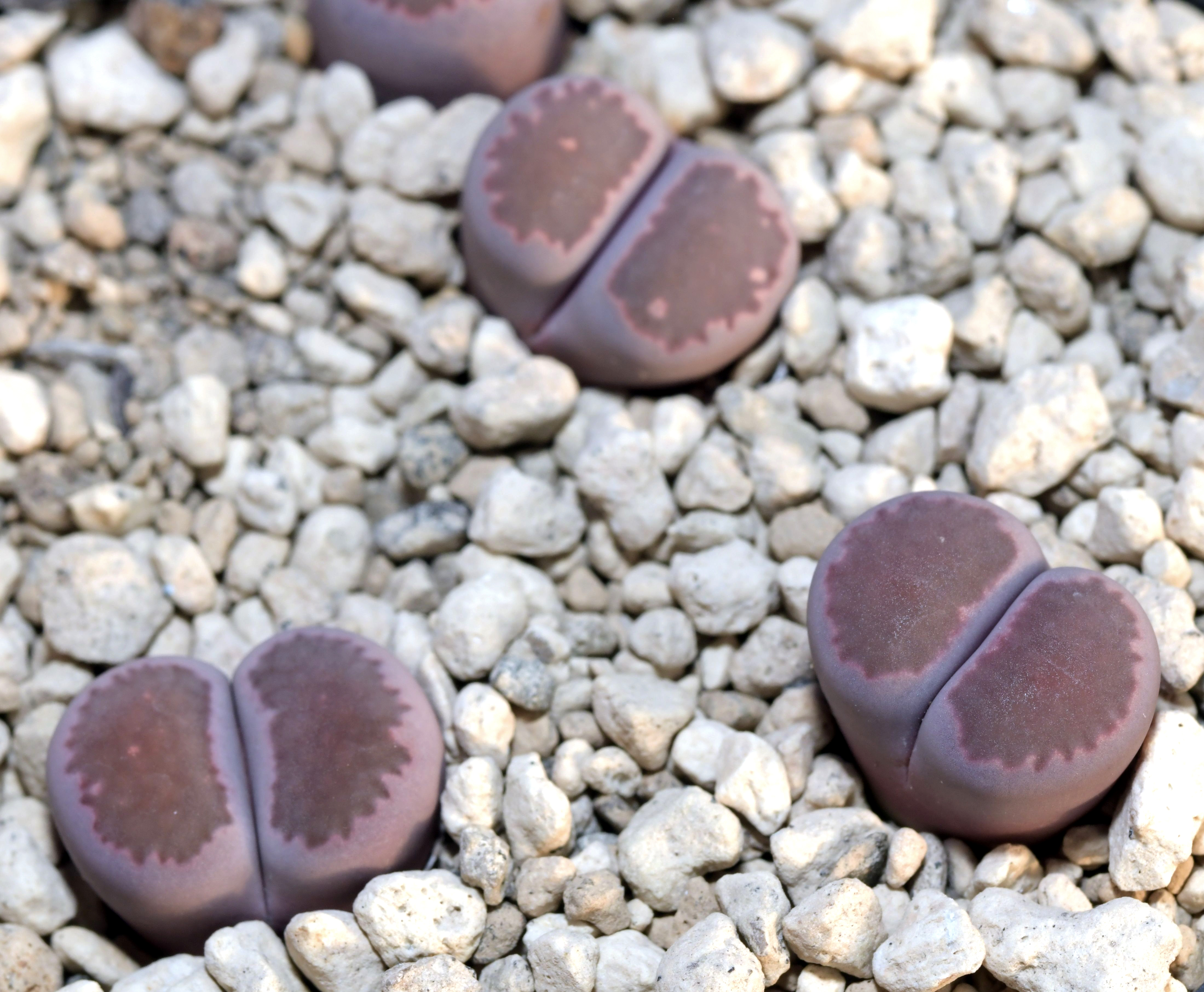 Lithops salicola cv. Bacchus - 2