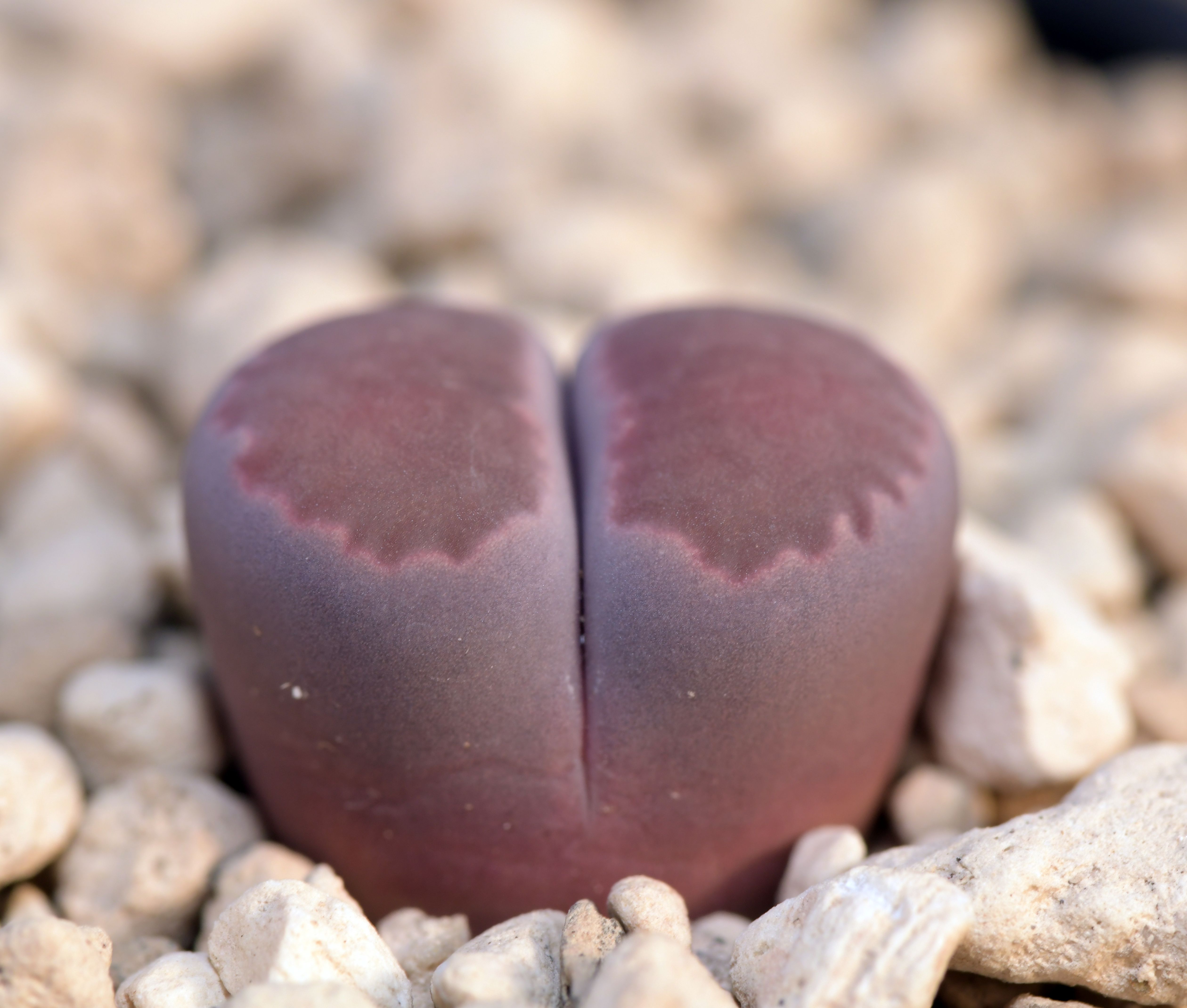 Lithops salicola cv. Bacchus