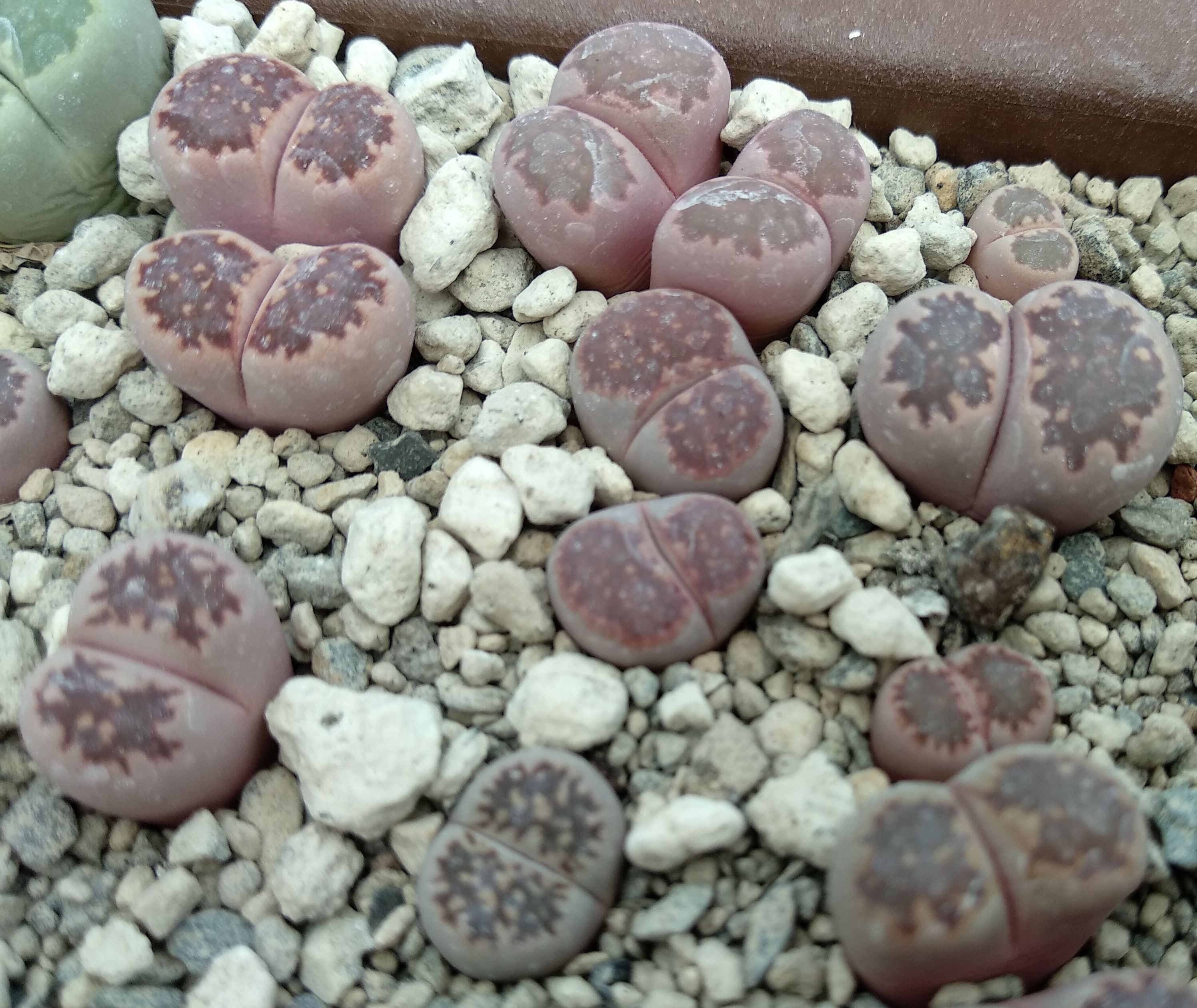 Lithops salicola cv. Bacchus - 4