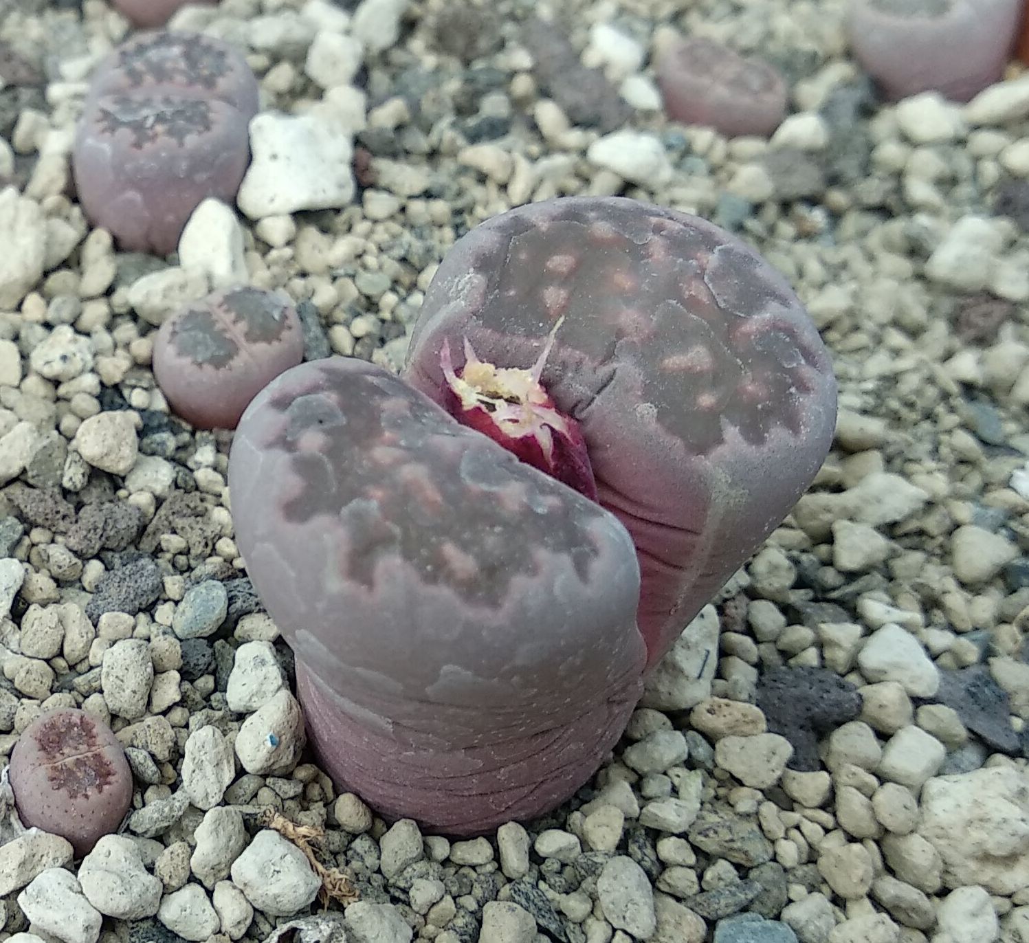 Lithops salicola cv. Bacchus - 5