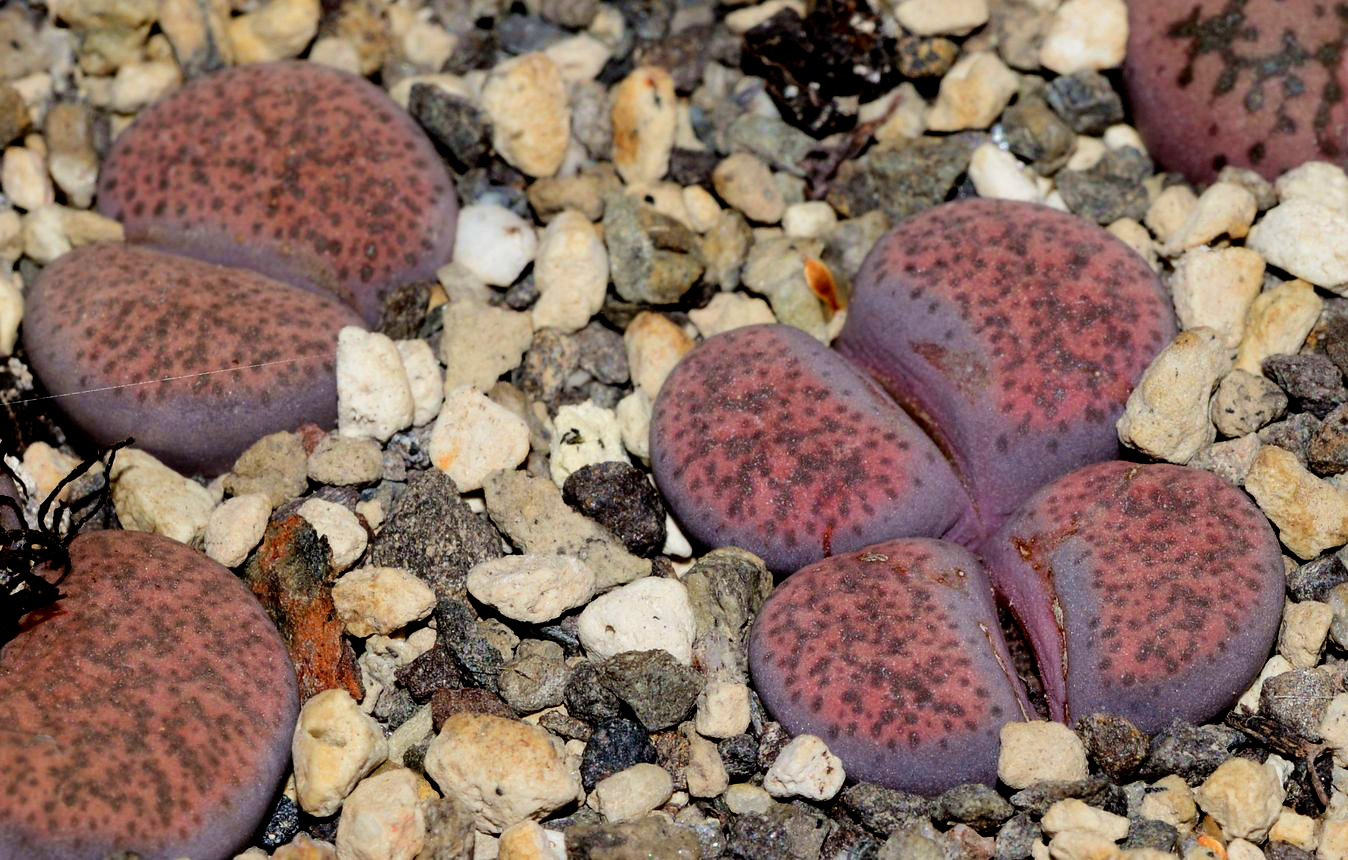 Lithops terricolor cv. Pinky - 3