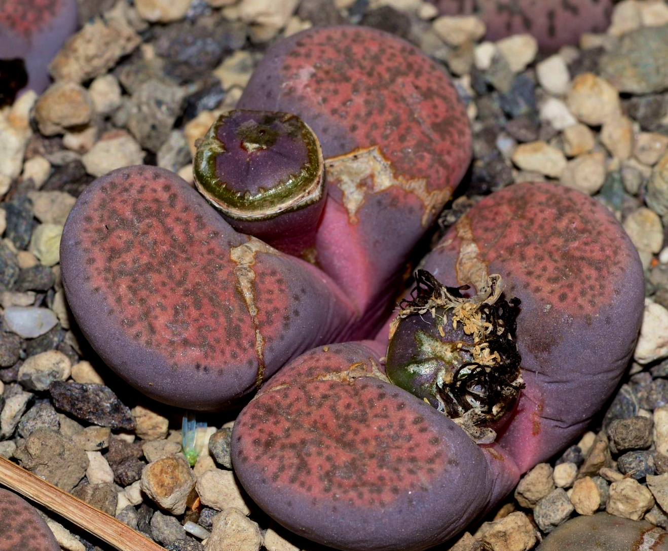 Lithops terricolor cv. Pinky - 2