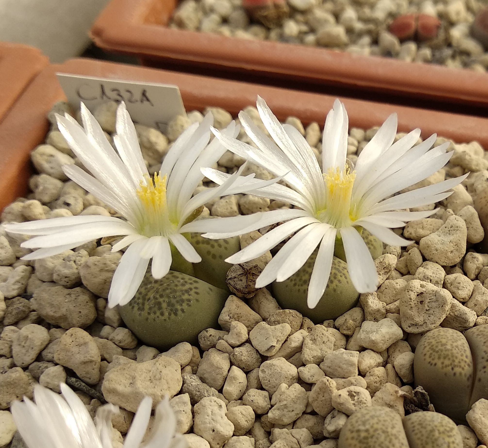 Lithops terricolor cv. Silver Spurs C 132A