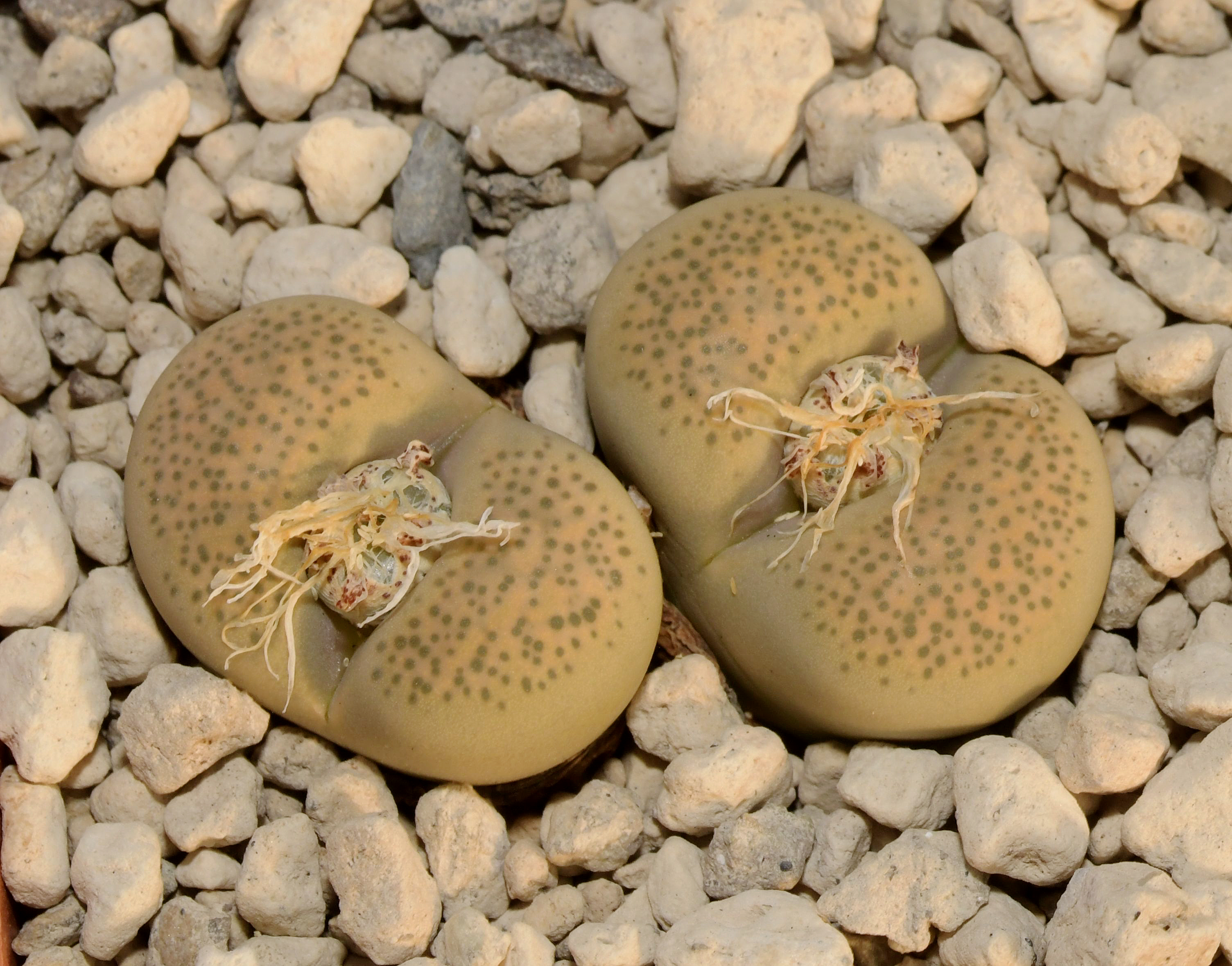 Lithops terricolor cv. Silver Spurs C 132A - 2