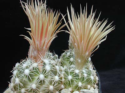 Escobaria missouriensis 'caespitosa' (Fayette Co, TX)