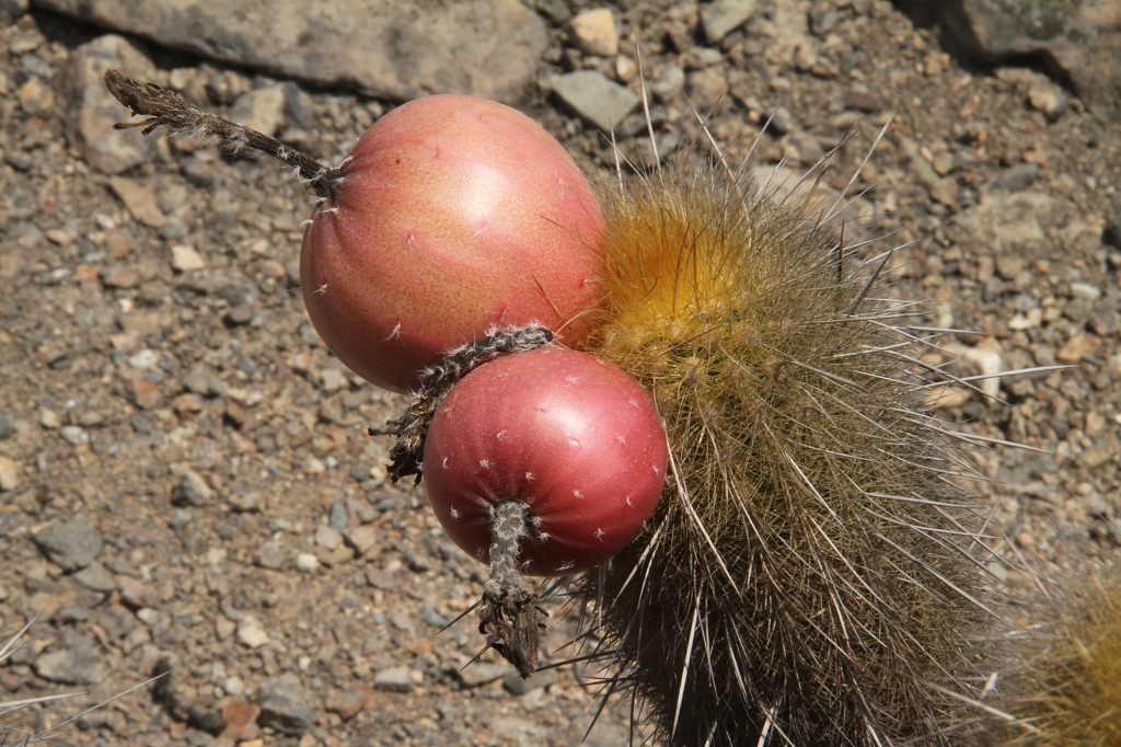 Haageocereus pseudomelanostele ssp. acanthocladus RH 5002 (Gramadal, Ancash, 300m, Peru)