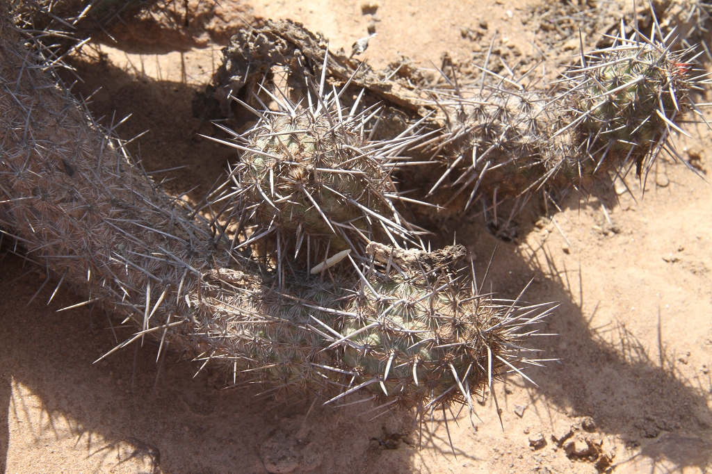 Haageocereus decumbens RH 4877a (Atico, Arequipa, 60m, Peru)