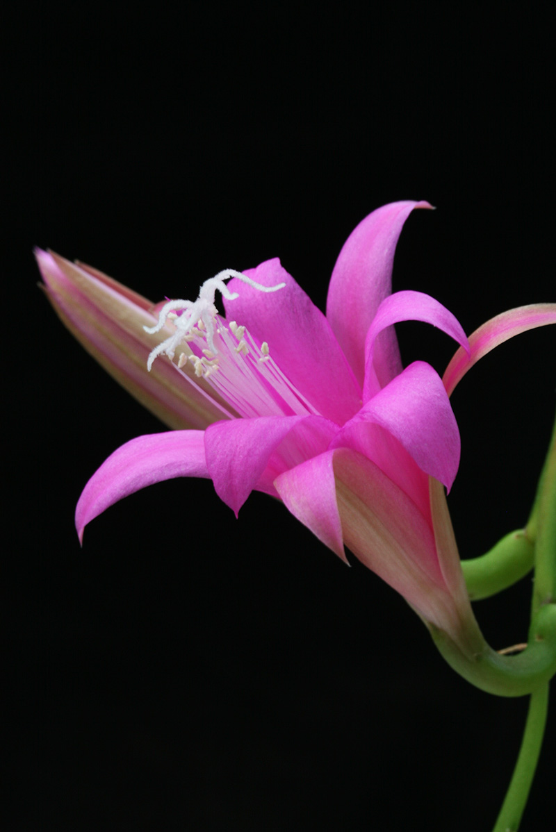 Disocactus nelsonii (Motozintla-Huixtla)