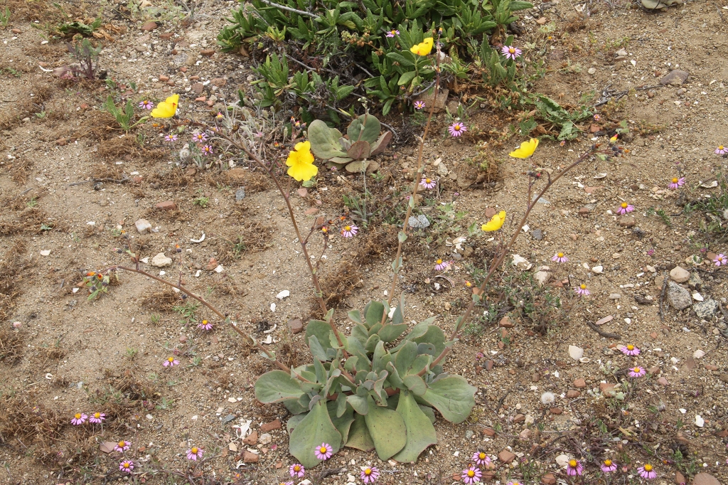 Cistanthe spec. RH 4866c (Tanaca, Arequipa, 260m, Peru)