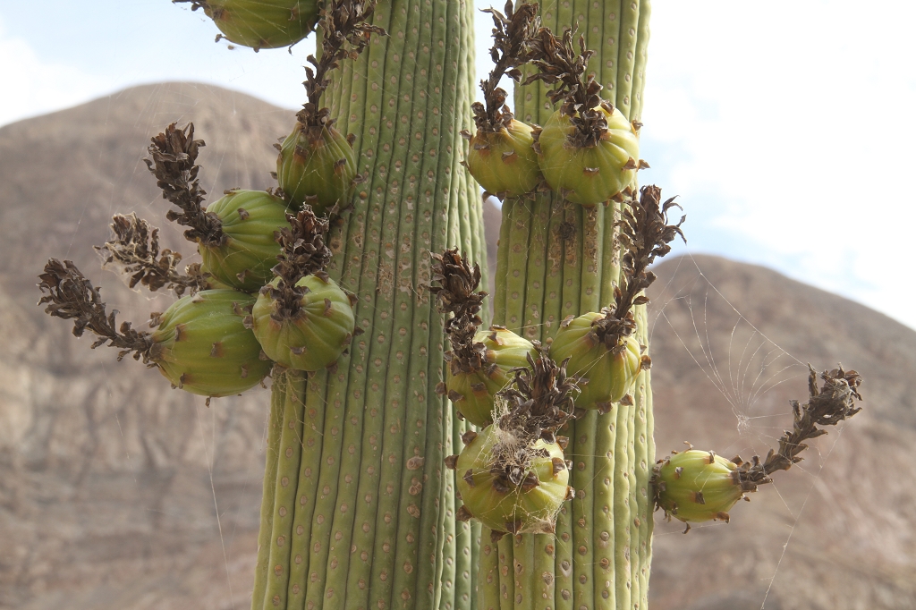Browningia candelaris fma minor RH 4902 (La Guisa, Moquegua, 1340m, Peru)