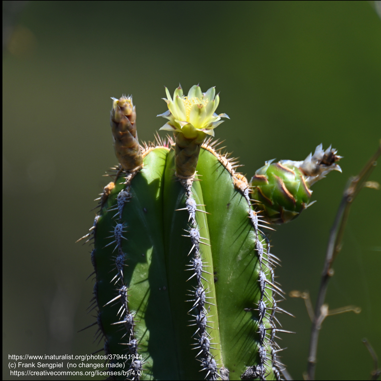 Escontria chiotilla - 2