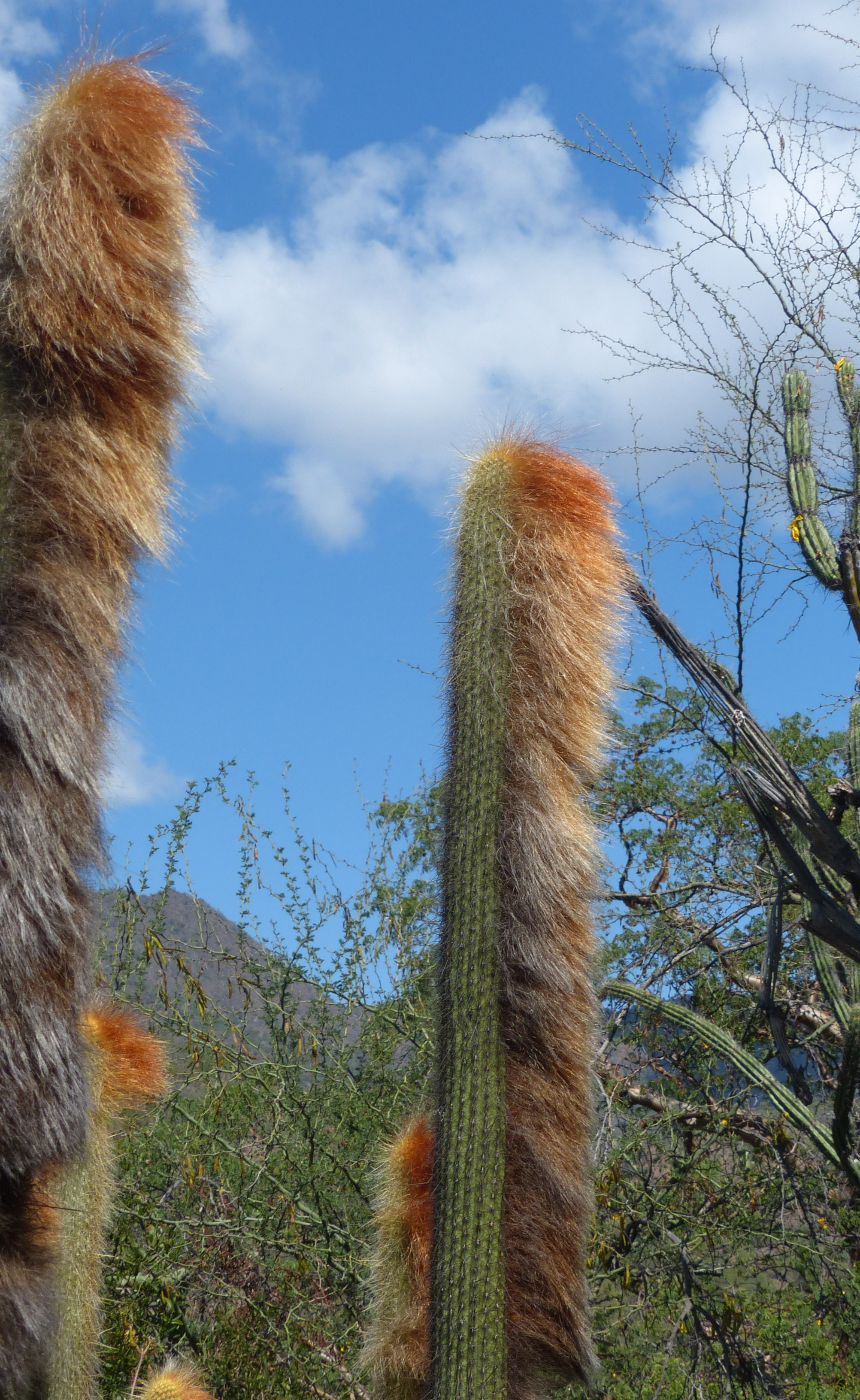 Espostoa guentheri (Vatricania)