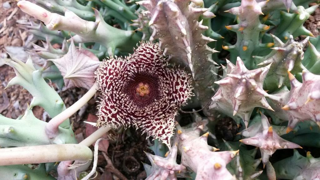 Huernia hystrix - 2