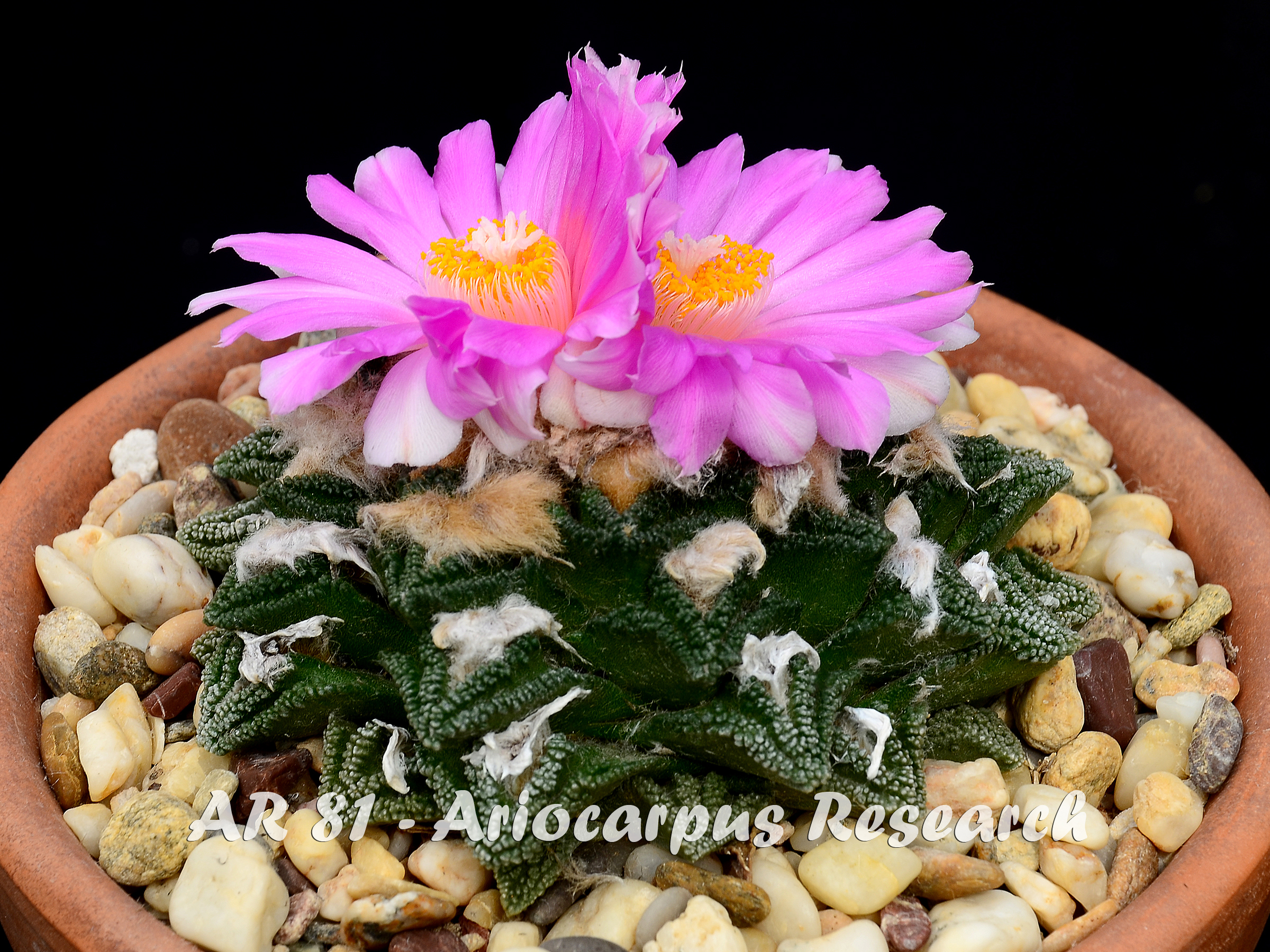 Ariocarpus fissuratus ssp. hintonii (Las Palmas, SLP)