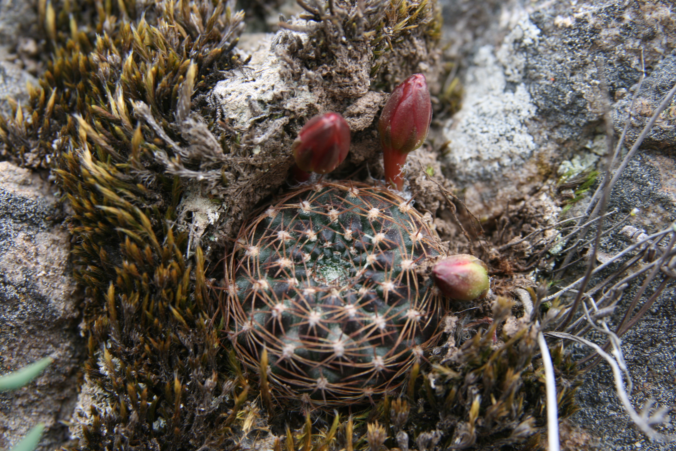 Rebutia kupperiana MN 368 (S. Canaletas, 2400m, Tarija, Bol)
