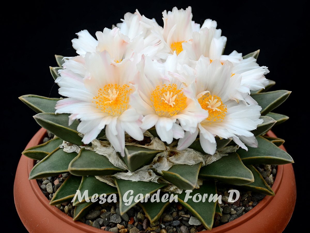 Ariocarpus retusus 'Mesa Garden form D'