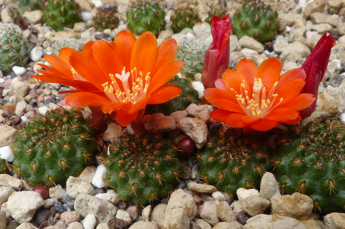 Rebutia mandingaensis HJ 421 (W Tarvita, Chuq., Bol, 2800m, Bol)