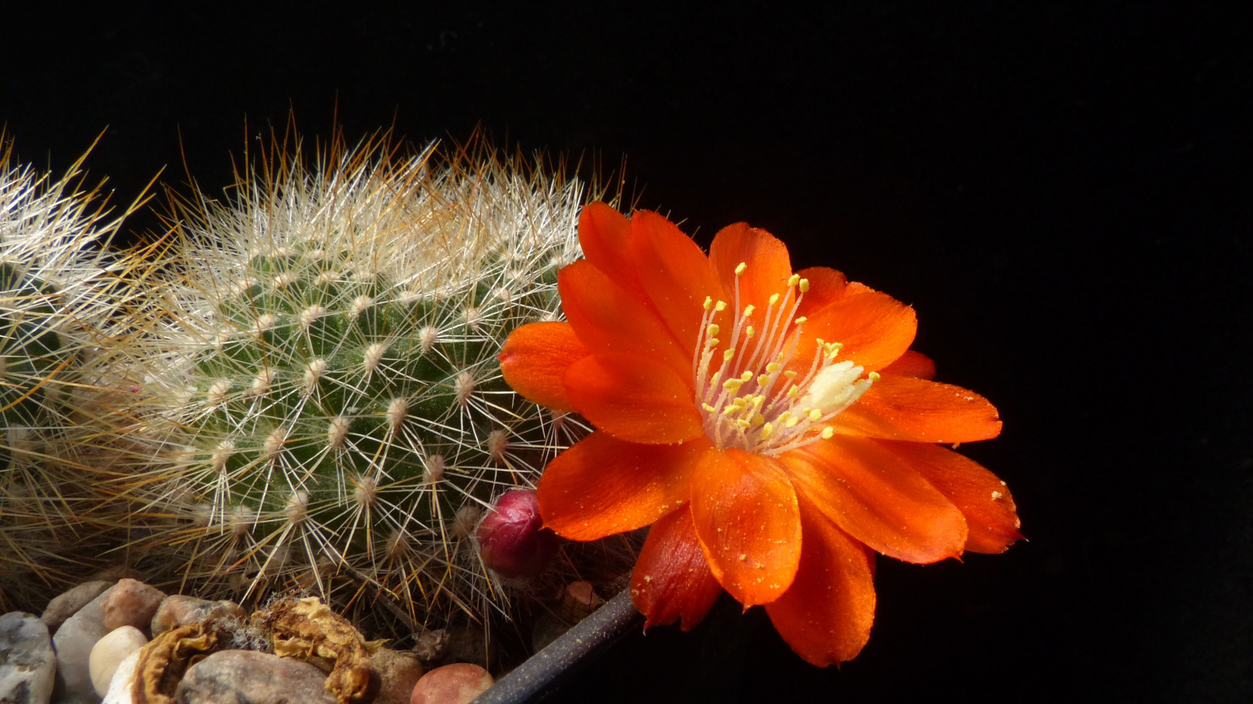Rebutia fiebrigii fma MN 357 (Cerro Gareca, S Narvaez, Bol)