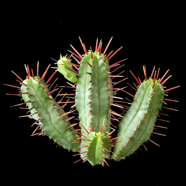 Euphorbia enopla
