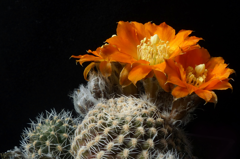 Rebutia einsteinii 'conoidea' Lau 533 (Tastil, Salta, 2800-2900m, Arg)