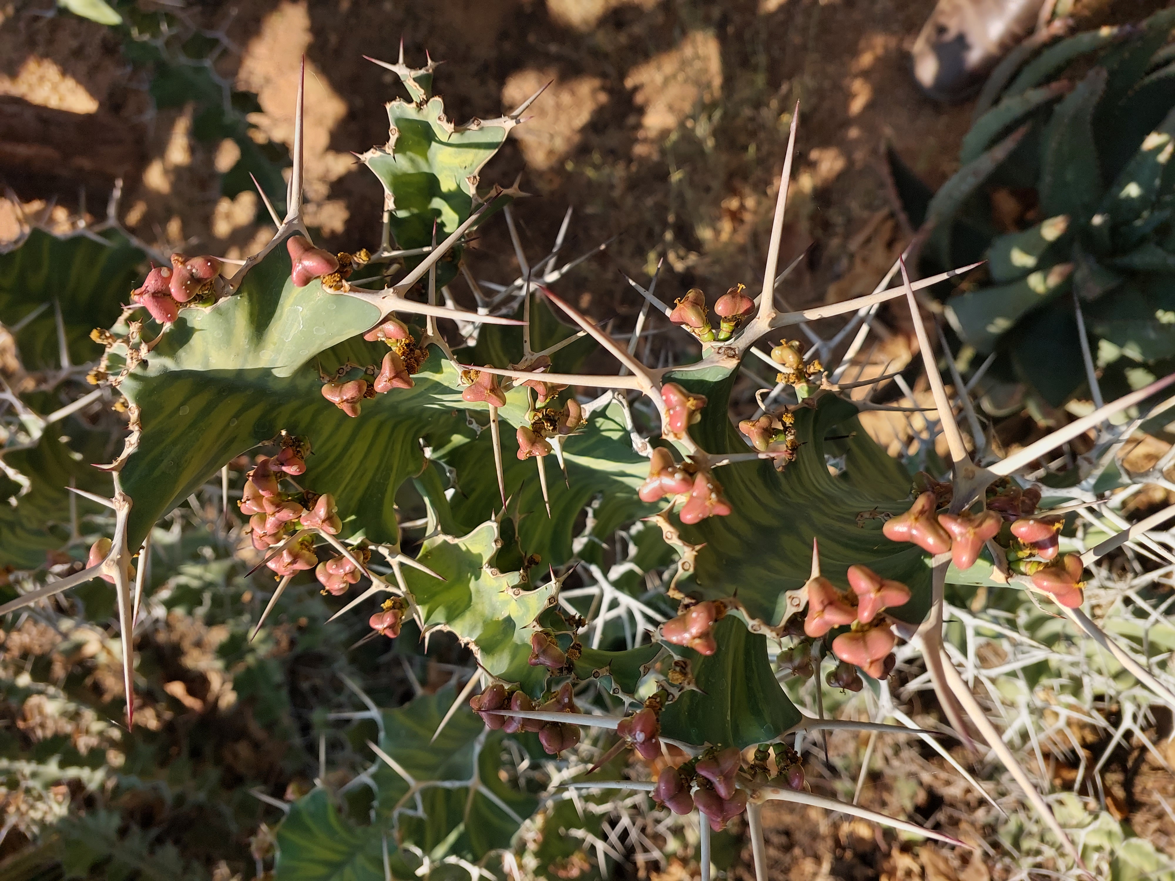Euphorbia grandicornis