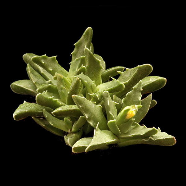 Faucaria tigrina - 2