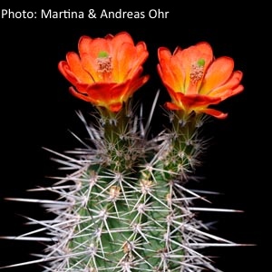 SuccSeed - Echinocereus santaritensis (USA, AZ, Mt. Lemmon)