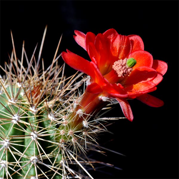 Echinocereus santaritensis (USA, AZ, Parker Lake)
