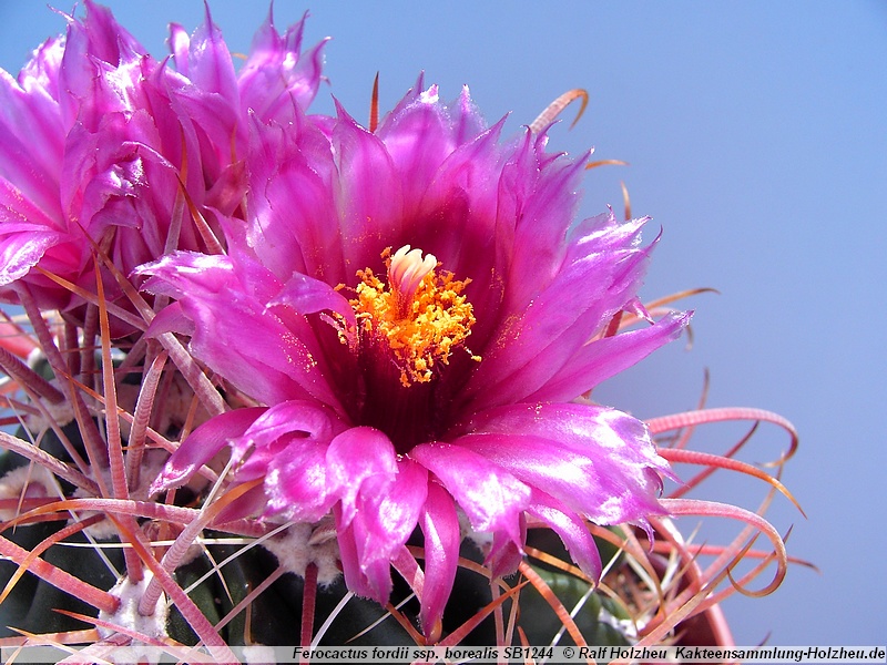 Ferocactus fordii v. borealis - 2