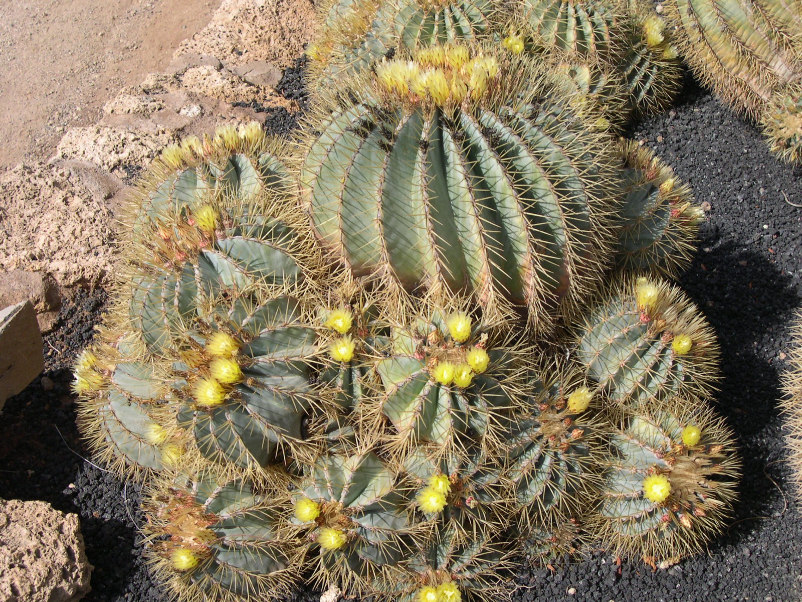 Ferocactus glaucescens