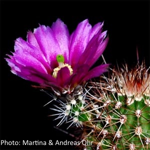 SuccSeed - Echinocereus