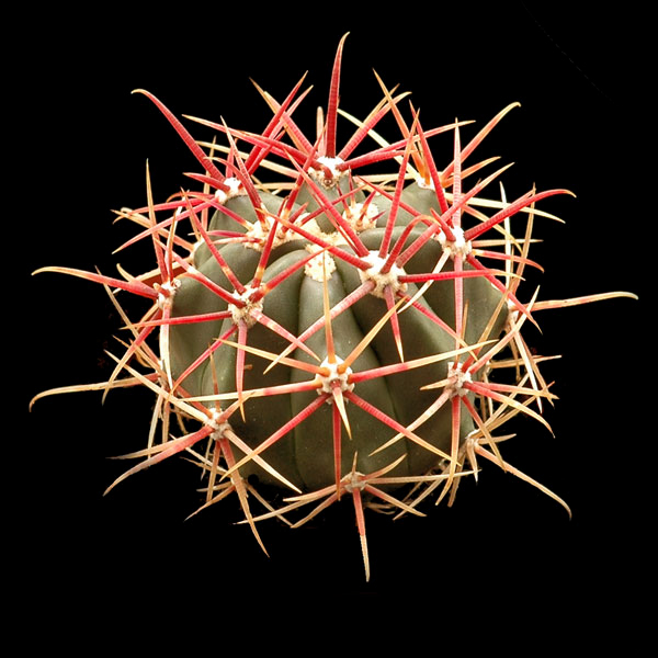 Ferocactus gracilis v. coloratus