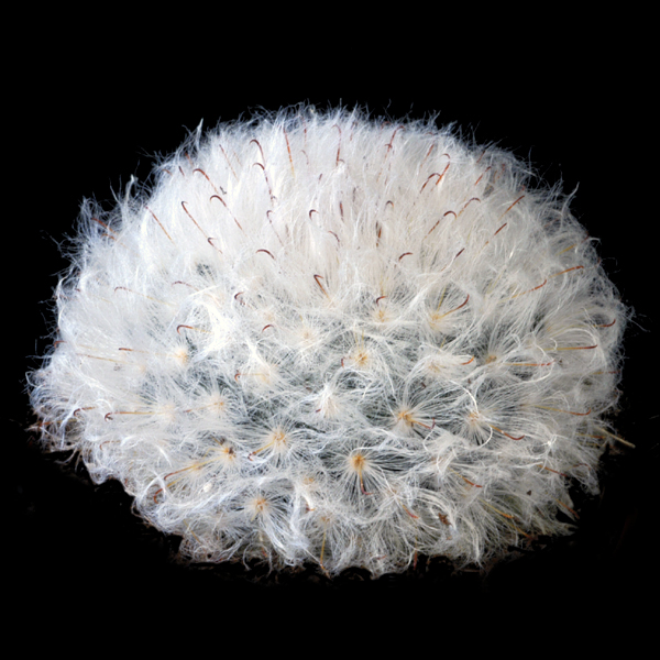 Mammillaria bocasana 'splendens'