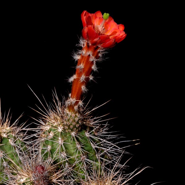 SuccSeed - Echinocereus acifer (Minas CO)