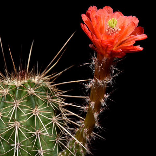 Echinocereus acifer ssp. tubiflorus (Zac, Mex)