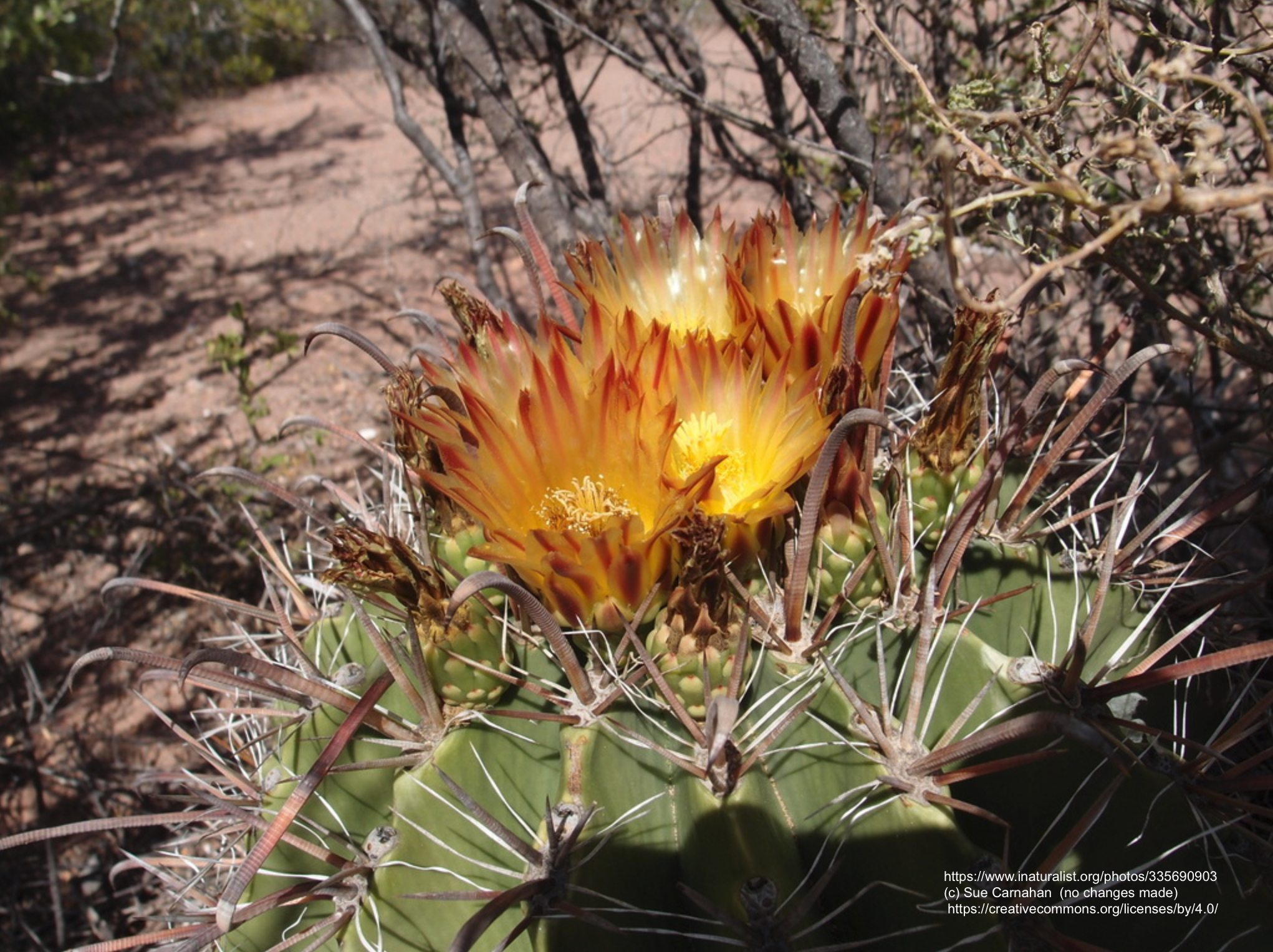 Ferocactus herrerae