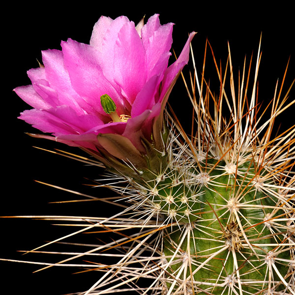 Echinocereus engelmannii (El Arco, BC)