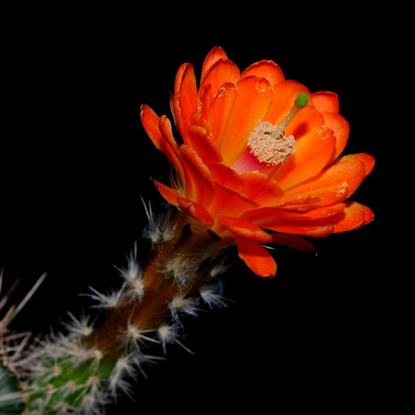Echinocereus rischeri (Nabogame)
