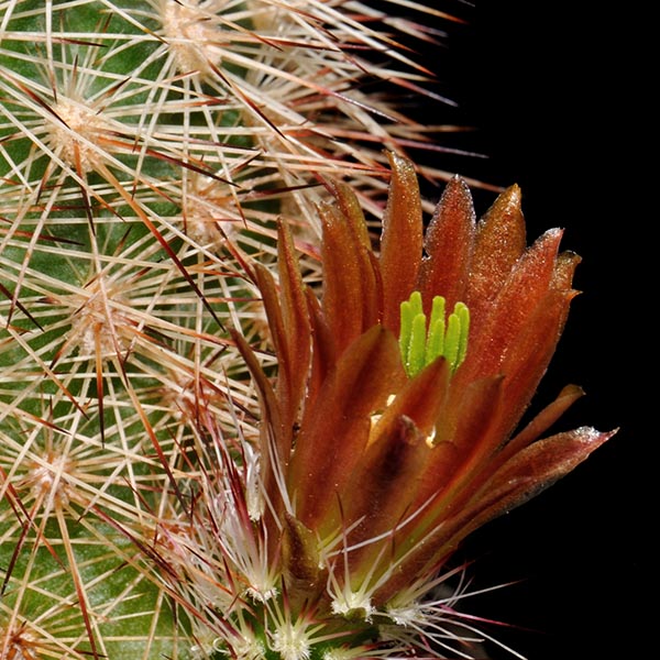 Echinocereus russanthus (Riverroad West, TX)