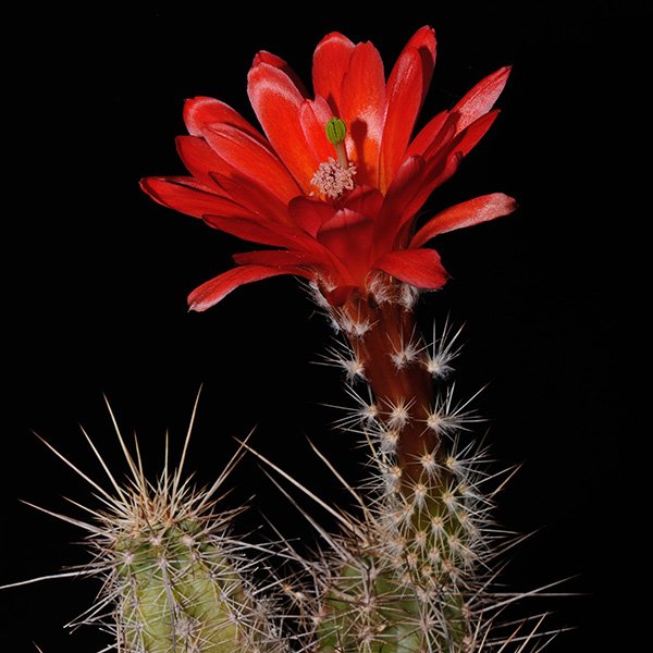 Echinocereus spec. Lau 0084 (Milpillas)